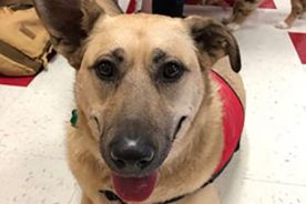 Biscuit is long-since potty-trained.