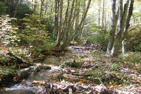 This stream is part of the 3,680-acre Pond Mountain Game Land, a North Carolina protected area that recently grew by 217 acres.