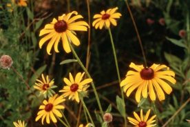 4f92dd66-96e8-11ef-991c-12163087a831-10-2024blackeyedsusan--credit-Joe-Cook-and-Monica-Sheppard_1_