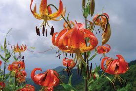 Bright orange candelabras of Turk’s Cap lilies (Lilium superbum) light up parkway roadsides in summer. Although normally lovers of moist meadows and mountain coves, these lilies occur near Mt. Mitchell Parking Overlook (milepost 349.9), at 4,825 feet.