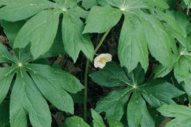 Mayapple. Credit Joe Cook and Monica Sheppard