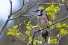 50918122-4c02-11ee-a4f3-12163087a831-Blue-Jay-1---photo-by-Michael-Todd