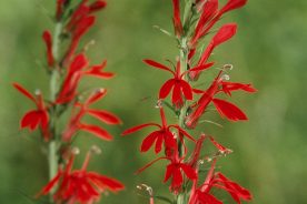 511292cc-2360-11ef-b7a1-12163087a831-8-2024cardinalflower--credit-Joe-Cook-_-Monica-Sheppard