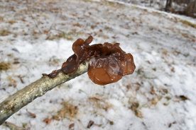 A tree ear mushroom looks remarkably like a human ear.
