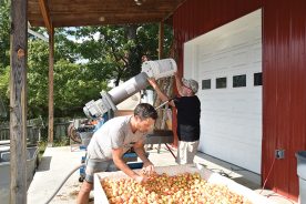 Andrew Clark and Mike Herold feed Hewes crabapples into Big Fish Cider’s press.