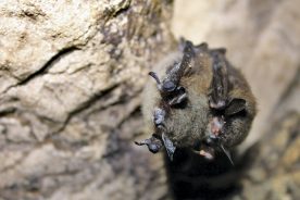 These little brown bats are infected with white-nose syndrome.