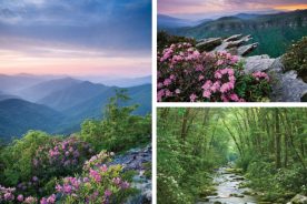 528c86ea-e2b9-11e4-841b-22000a4f82a6-RhodedendronPhotoEssay