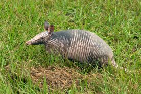 That strange critter crossing the road might not be a possum.