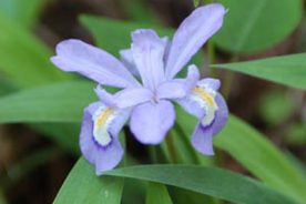Crested iris. It blooms along streams and on hillsides in April and May.