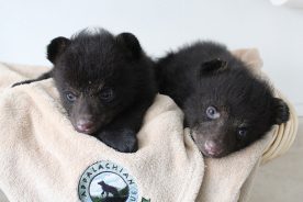 Bear rescues occur most often after young bears are orphaned when their mothers are struck by cars, shot by landowners or euthanized for feeding on garbage and showing no signs of fear.