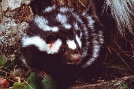 57596b40-54ef-11ea-adaa-1244d5f7c7c6-GettyImages-1019126760