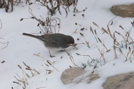 58386c80-69a2-11ed-84ff-12274efc5439-Dark-eyed-Junco---photo-by-Michael-Todd