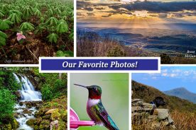 59c41120-ef7b-11e4-b532-22000b078648-Collage