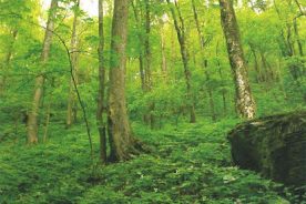 This deciduous forest is in the Brooks-Kenny Clinch
Mountain Preserve.