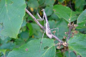 Mantis Garden Leaves