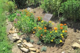 What a difference a few months makes! The lower right corner of the butterfly garden, July 29.