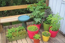 A moveable feast: Containers can be scooted around a deck to take advantage of shade or to maximize sun exposure, while avoiding the depredations of bunnies and voles.