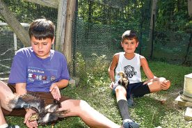 Sam and Eli resettle the chicken “teenagers” into their new home.