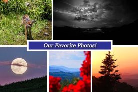 5d657782-397c-11e6-9540-129cbb969ec3-collageJune24