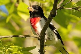 A male Rose-breasted Grosbeak