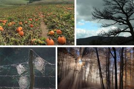 5eb01550-6077-11e4-91fd-22000a4f82a6-Collage