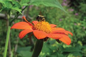 Solitary wild bees like this bumblebee nectaring on Torch Tithonia (Mexican sunflower) provide essential pollinating services to wild and garden plants.