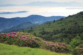 Roan Mountain in Tennessee
