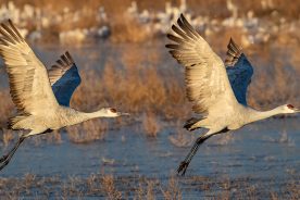 5ef2c57a-3957-11eb-a252-1244d5f7c7c6-Sandhill-Cranes-2---photo-by-KS-Nature-Photography-_2_