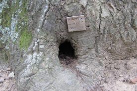 Hiker humor at the base of a tree along the AT a short ways south of 311.
