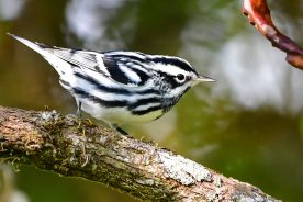 60fdc2cc-2046-11f0-aa8d-12163087a831-Black-and-white-Warbler---photo-by-Robin-Edwards