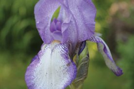 Worth the wait: A passed-along rhizome produced just leaves for several years. Then this.