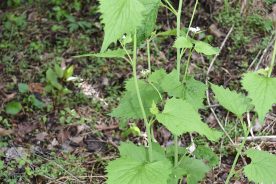 Garlic mustard goes well in salads
