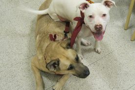 Two of Molly Dugger Brennan's rescue dogs, Squirrel and Biscuit
