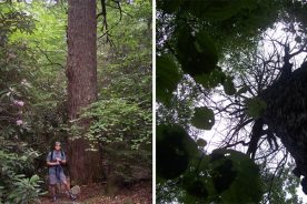 Left: Kurt stands next to one of the dead hemlocks in Mountain Lake Wilderness, surrounded by dense and living rhododendron. Right: A view from below, up at the skeletons of hemlocks.