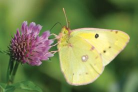 Sulphur Butterfly