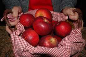 Old Fashion Winesaps, freshly picked.