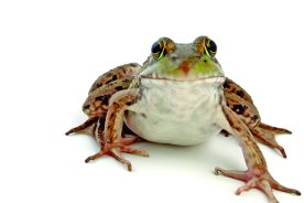 Wood Frog, Rana sylvatica, looking directly at you (macro, isolated, 12MP camera).