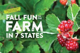 Fall Fun on the Farm