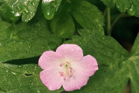 63f84184-fbfb-11ee-9d05-12163087a831-6-2024wildgeranium6-2024