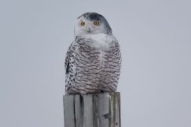 64d2ed34-69a3-11ed-ac14-12274efc5439-Snowy-Owl---photo-by-Michael-Todd