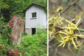 Left: Old-fashioned rambling roses, accidentally spared, bloomed exuberantly around and over the old mulberry stump. Right: The spidery blooms of witch hazel appear in late October, lighting up the woods as autumn’s foliage fades.