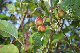 Dolgo crabapples