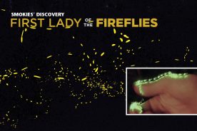 This 25-second-exposure photo (bottom right) of a Honduran species of firefly shows the flashes — caused by irritation — of a female as she makes her way up an arm.