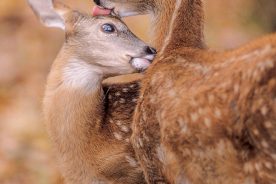 Two friendly fawns engage in a gentle moment of mutual grooming in a quiet forest as their mothers feed nearby.
