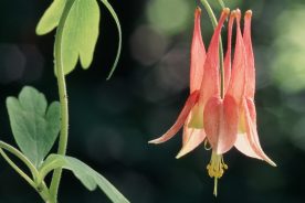 6a4d3a0e-51fd-11f0-9a83-1248ae80e59d-7-2025columbine--credit-Joe-Cook-and-Monica-Sheppard