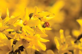 6aaced02-bb18-11e7-8c58-121bebc5777e-Ladybug