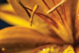 Hint: If you don’t have a green thumb, don’t worry.  I’m drought-tolerant.  I’m also NOT what my name implies.  There are 80,000 varieties of me and I begin blooming in spring; you can see my blooms from spring to summer. What am I?