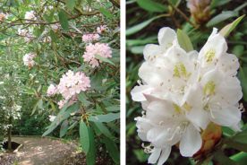 Mountain Laurel