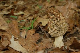 The yellow morel is probably the most popular mushroom in the Blue Ridge Mountains.