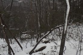Snow on Tinker Mountain, 1/26/2013.